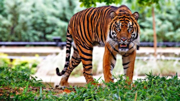 Tigers types