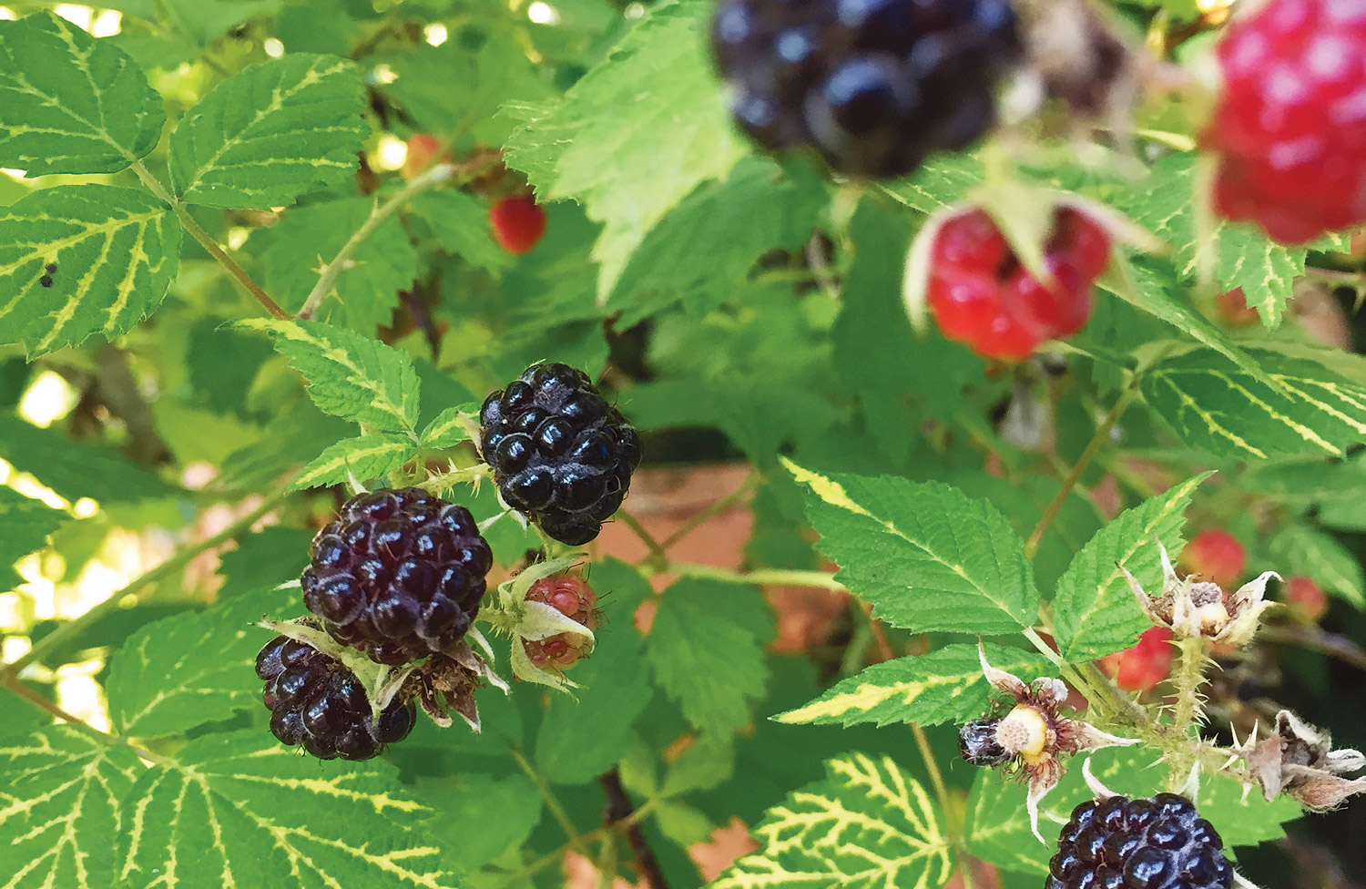Sweet Dewberry (Rubus ursinus)