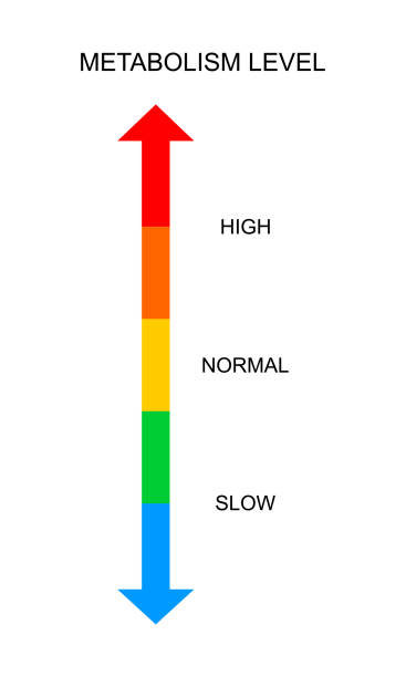 Metabolism vertical scale with top and bottom The Menopause Diet: 5-Day Plan to Lose Weight