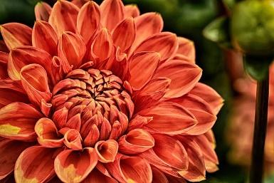 Free Dahlia Flower photo and picture