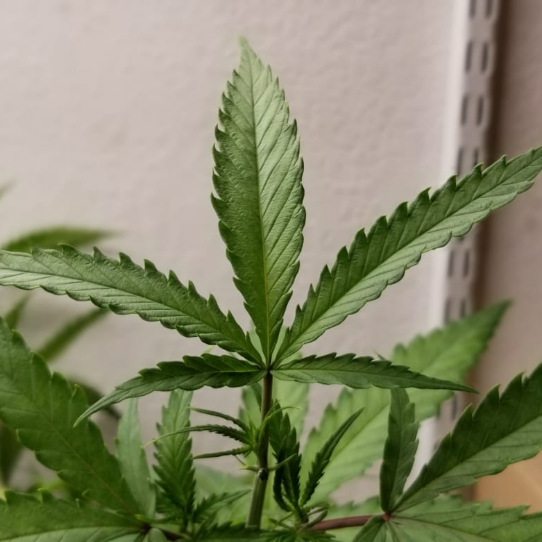 Healthy cannabis plant with no deficiencies