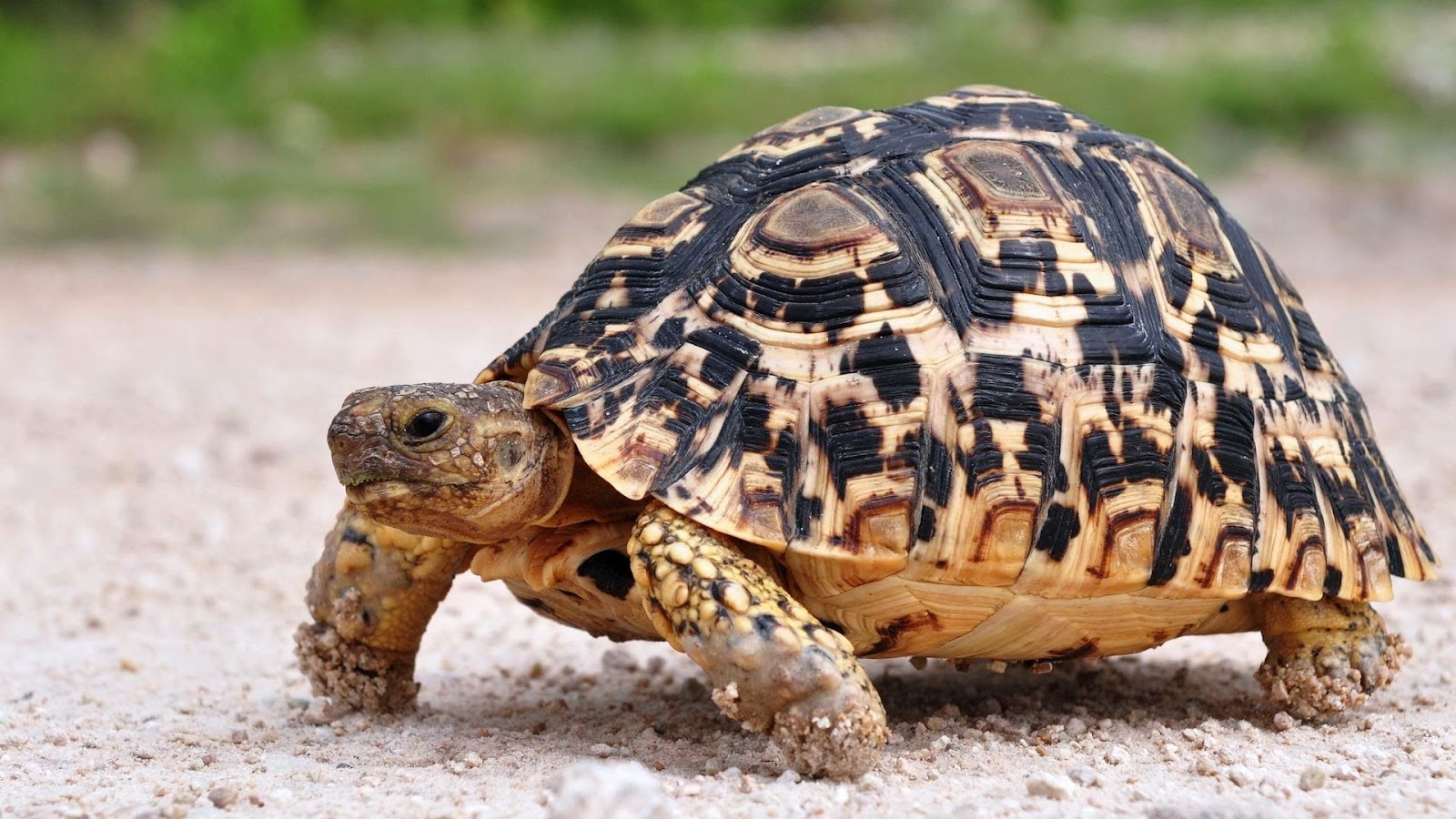 Can Tortoises Eat Carrots