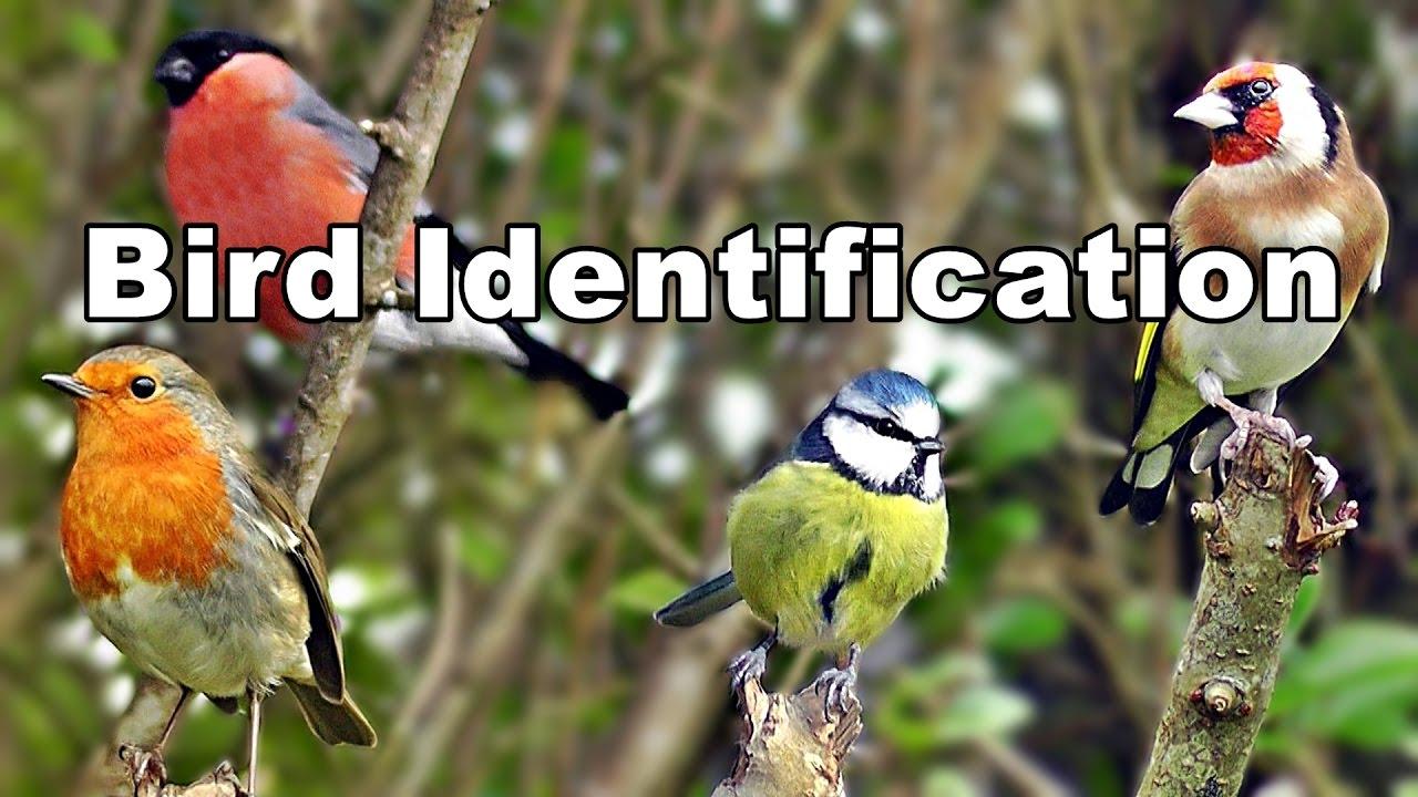 Garden Bird Identification Video - UK Garden Birds ID and Names