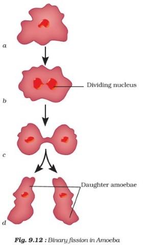 Asexual Reproduction - binary fission in hydra