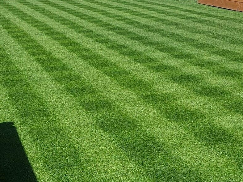 Perennial Ryegrass