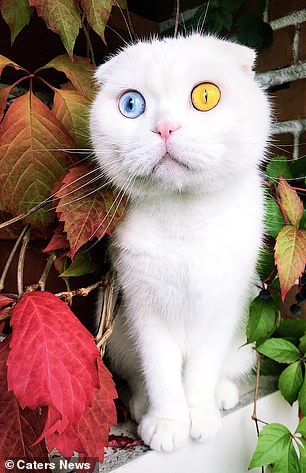 Its breeder was left struggling to find someone to adopt the kitten because of its yellow and blue eyes