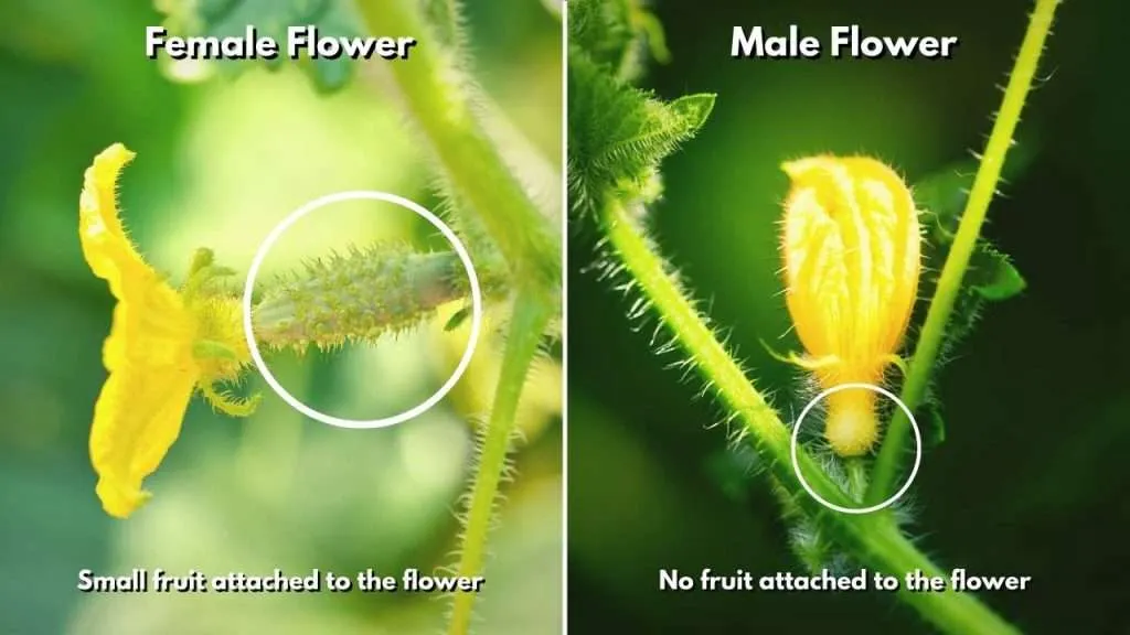 Lack of Female Flowers