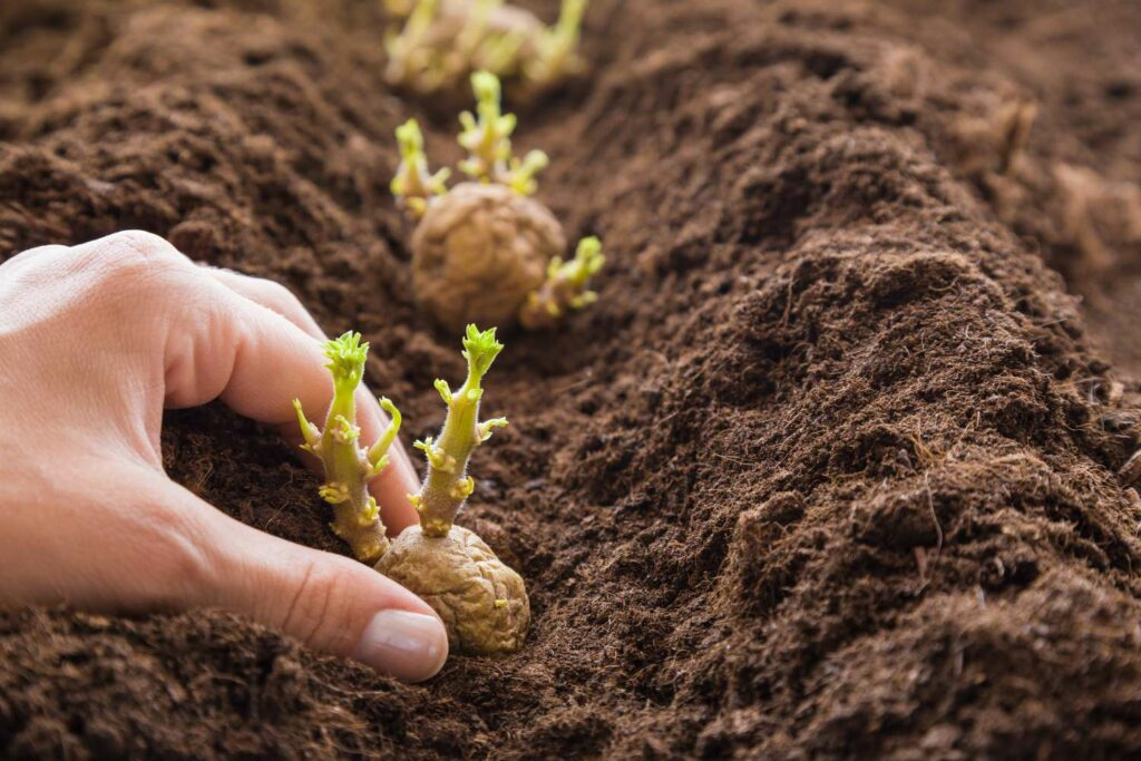 Planting Potatoes in Winter