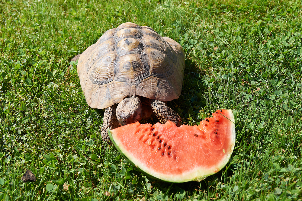 Can Tortoises Eat Watermelon