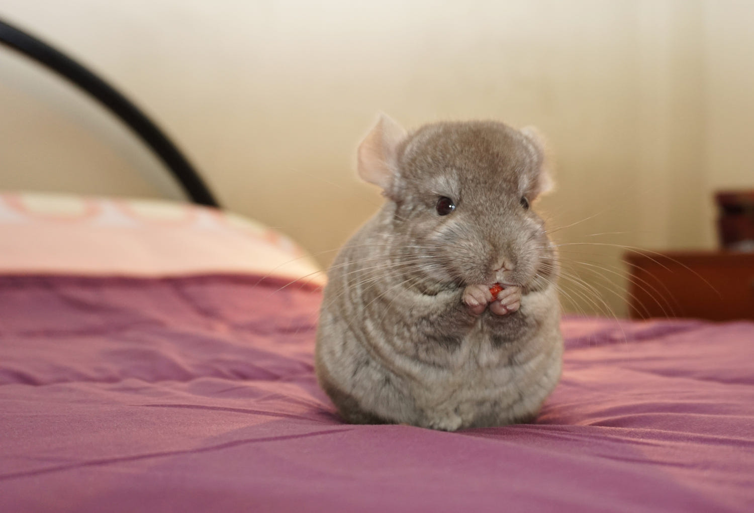 How Fast Does A Chinchilla Run