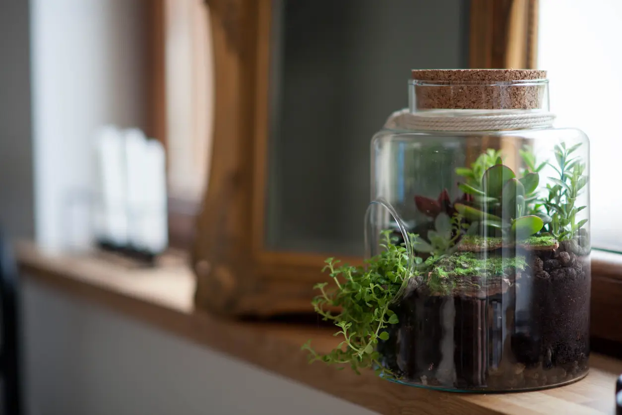 Terrarium in a Glass Jar