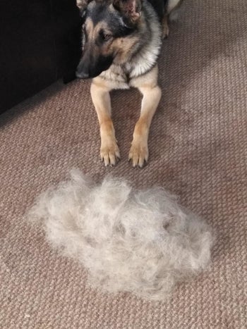 Reviewer photo of their German shepherd sitting next to a massive pile of fur that the broom pulled out of the carpet