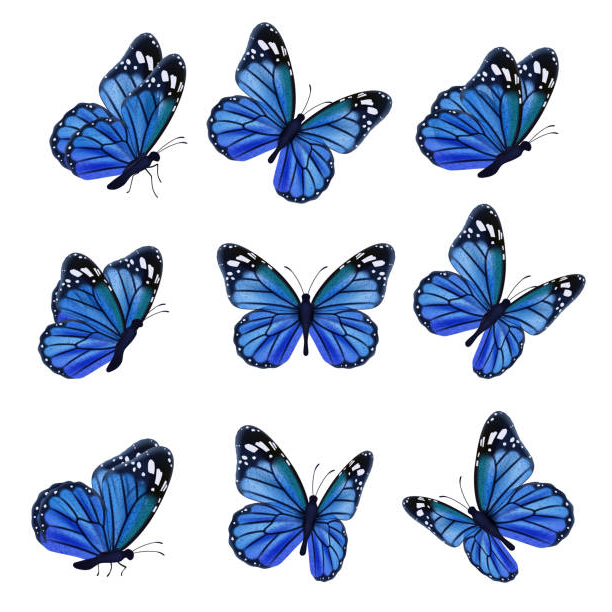 25.200+ Mariposa Azul Ilustraciones de Stock, gráficos vectoriales libres  de derechos y clip art - iStock | Mariposa azul común, Mariposa monarca,  Yoga
