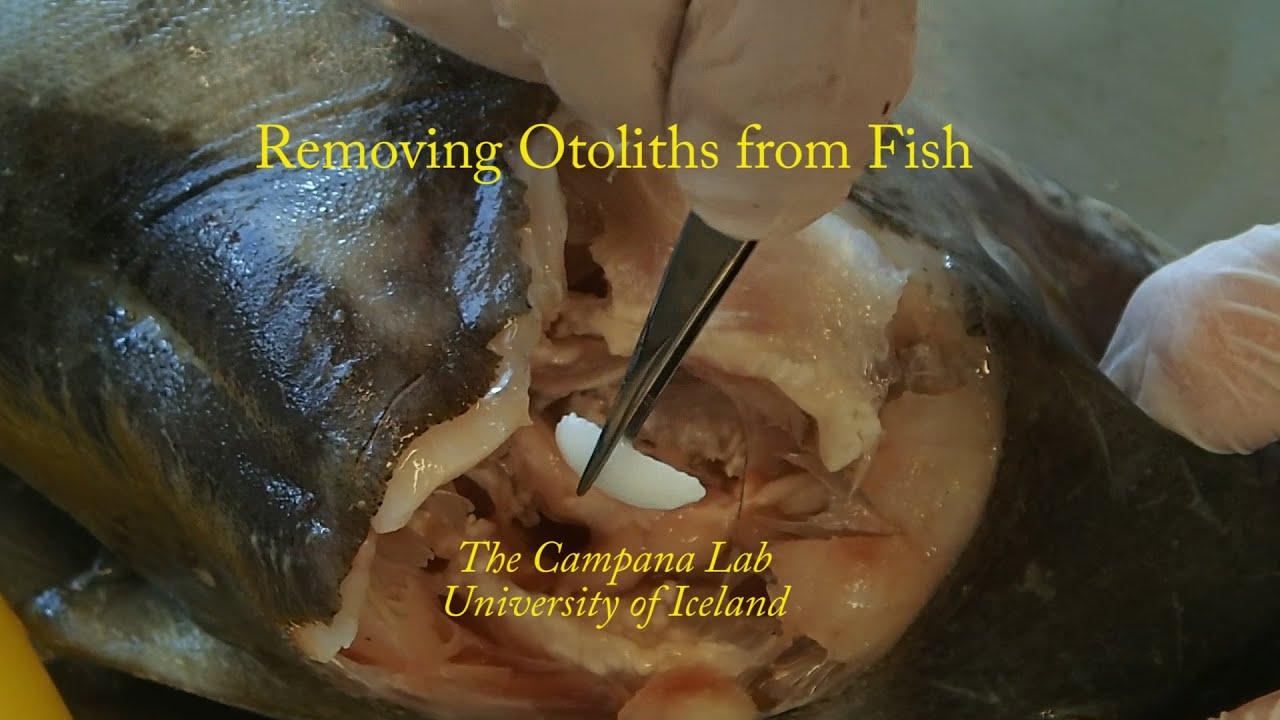 Fish Otoliths