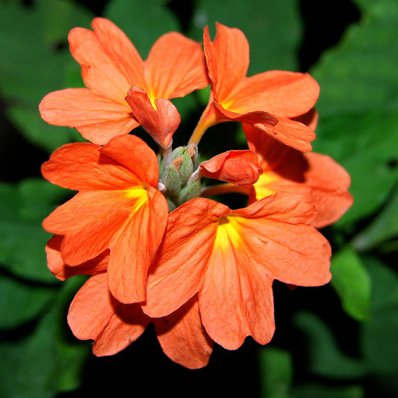 Crossandra soundarya - Flowering Plants – Exotic Flora