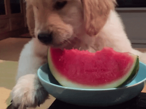 filhote fofo comendo melancia