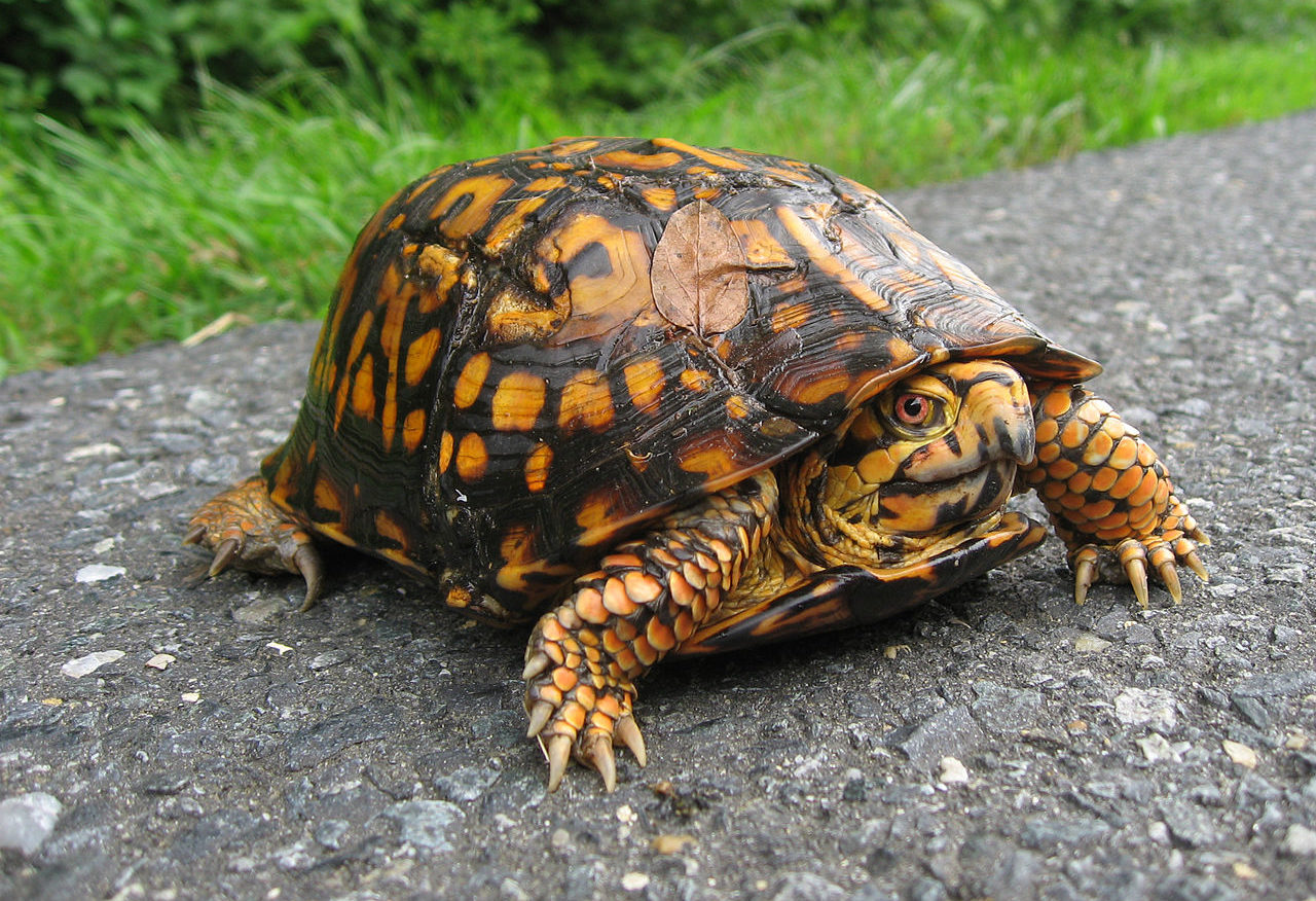 Hibernating Box Turtles