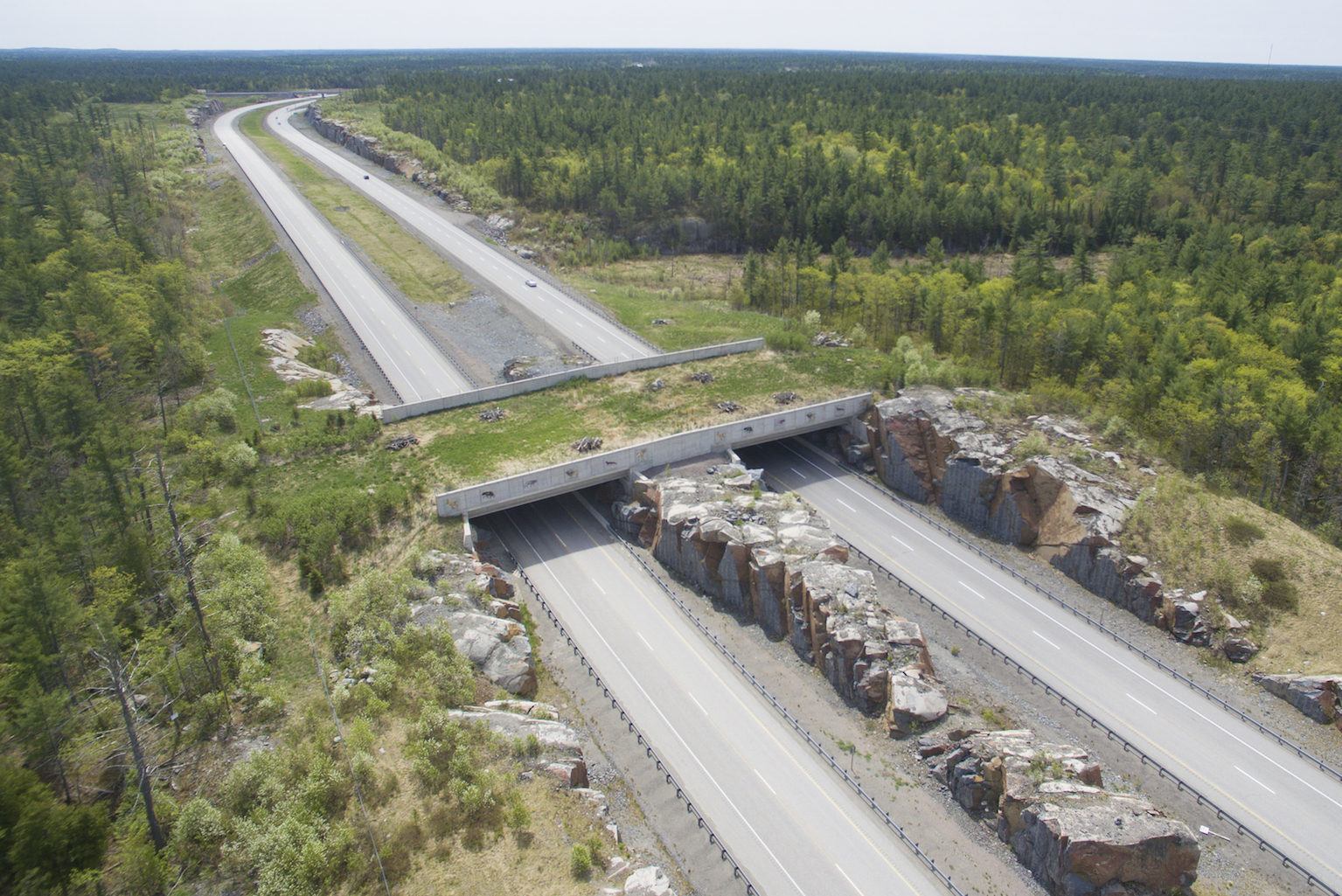 Wildlife corridors help reduce deaths from habitat fragmentation • Earth.com