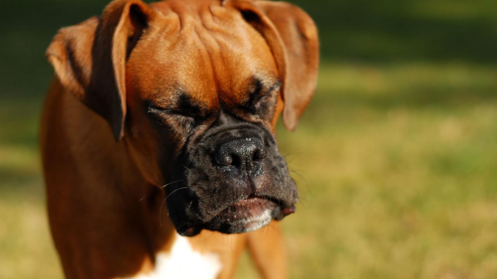 sneezing boxer dog outside in grass