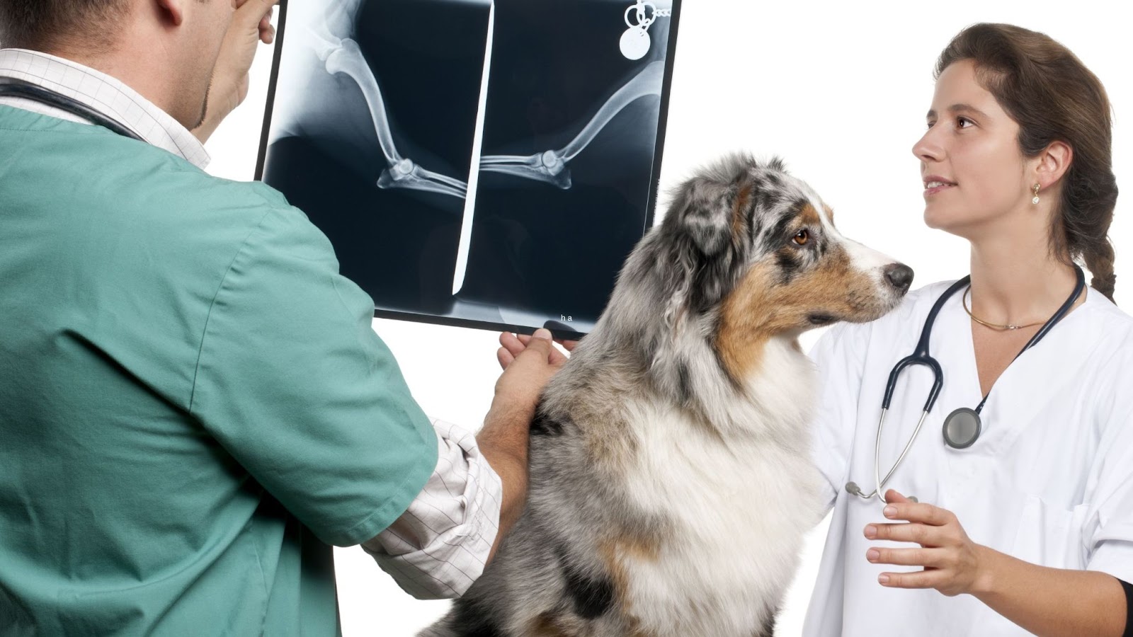 Veterinarian examining Australian Shepherd dog x-ray looking for health issues
