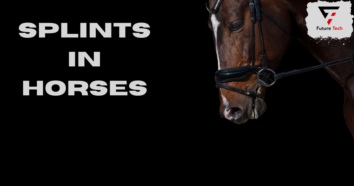 Splints in horses