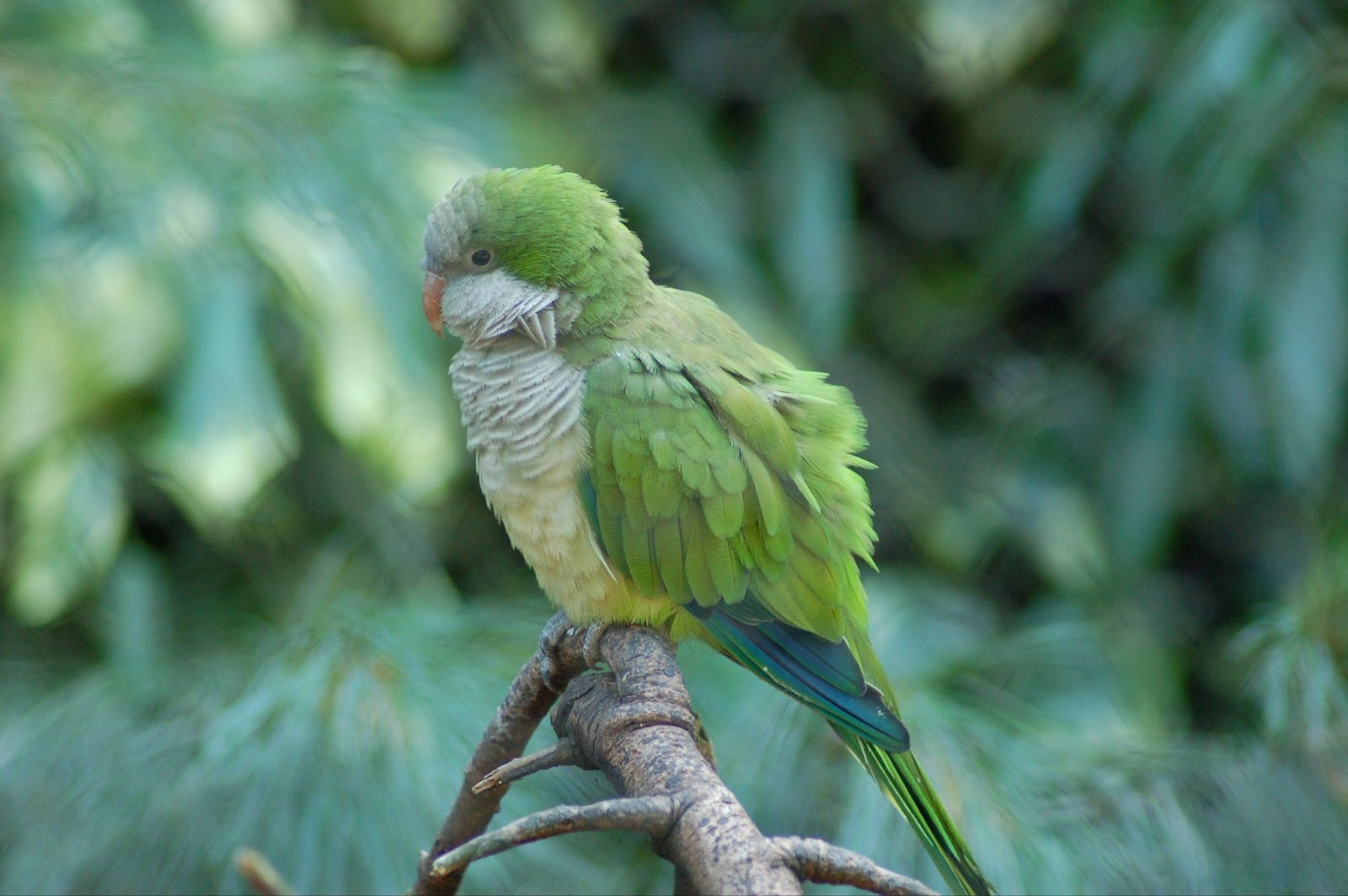 Quaker Parrots Green