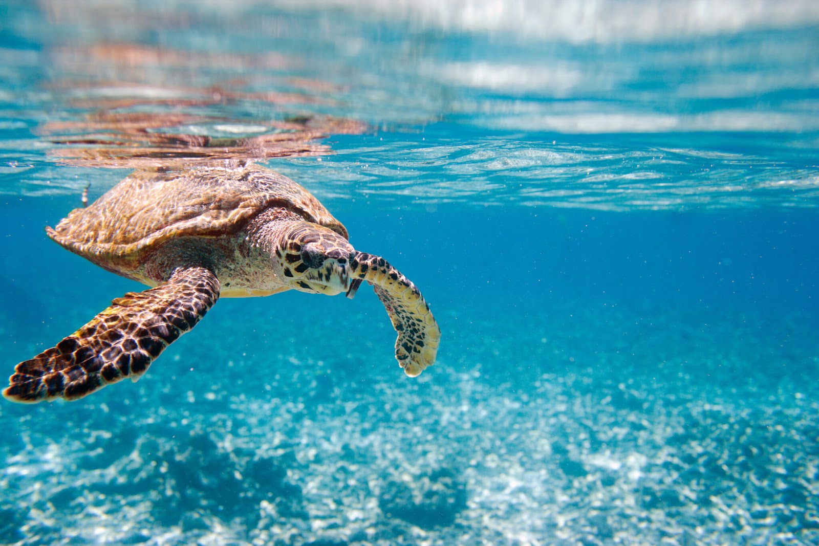 Best Places To See Turtles In Oahu