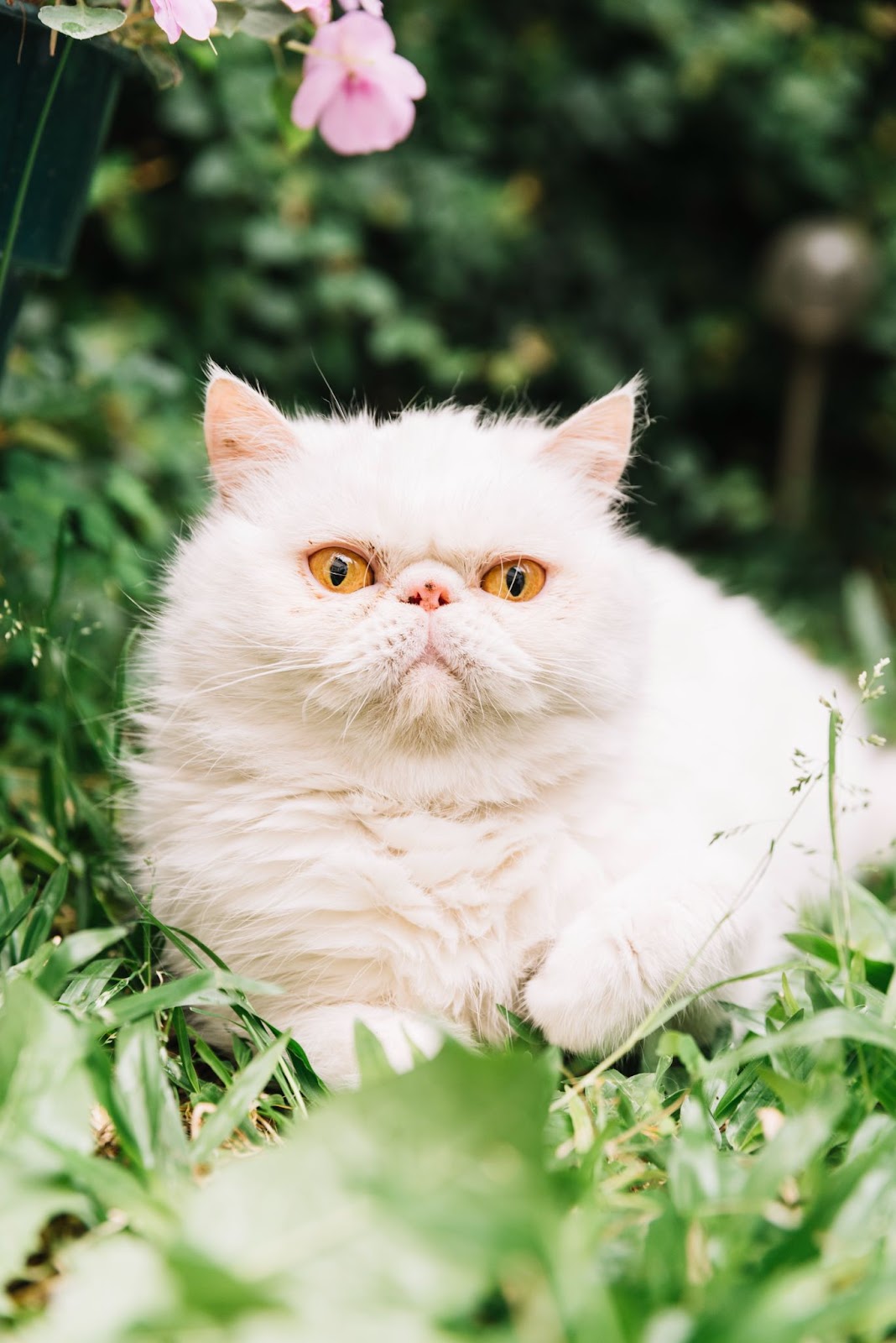 Image of a Persian cat 