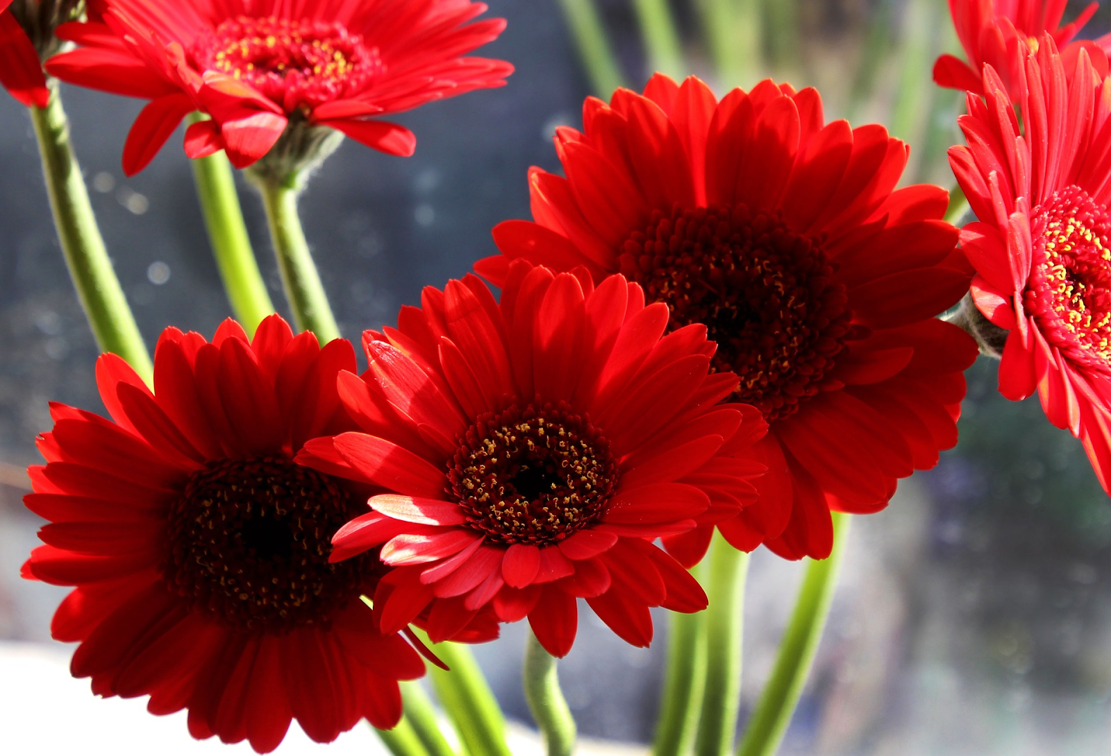 Red Gerbera Daisies (Gerbera jamesonii)