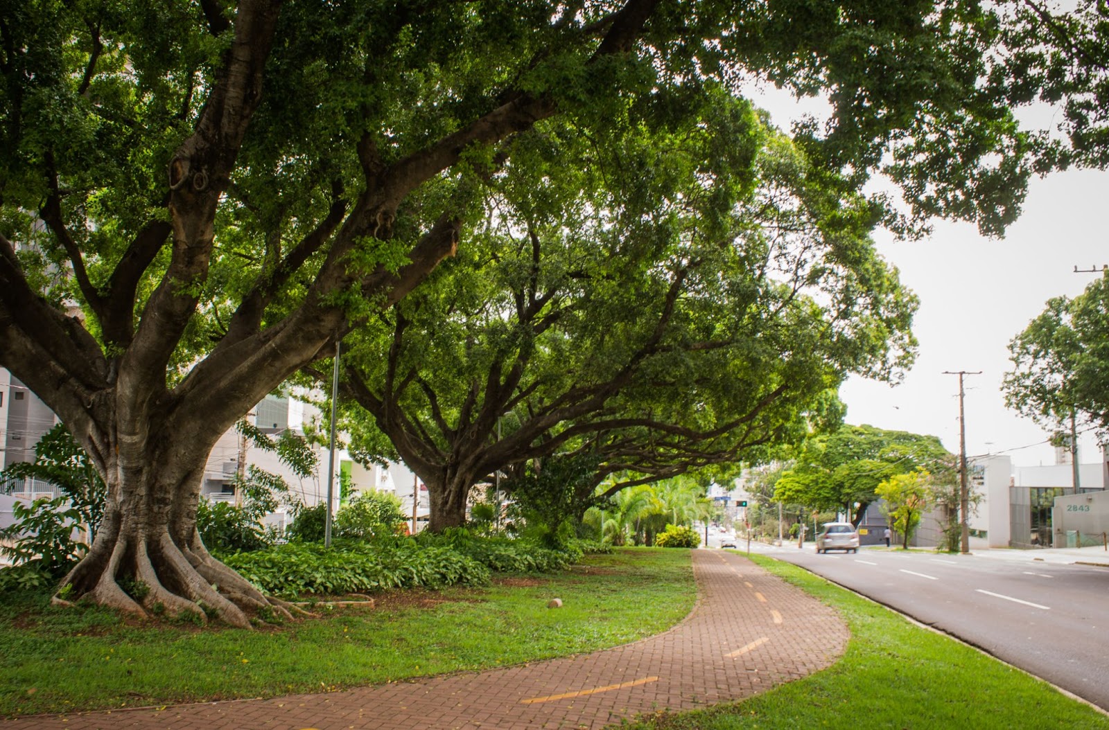 Árvores centenárias com folhas verdes no gramado de uma das tranquilas ruas de Campo Grande