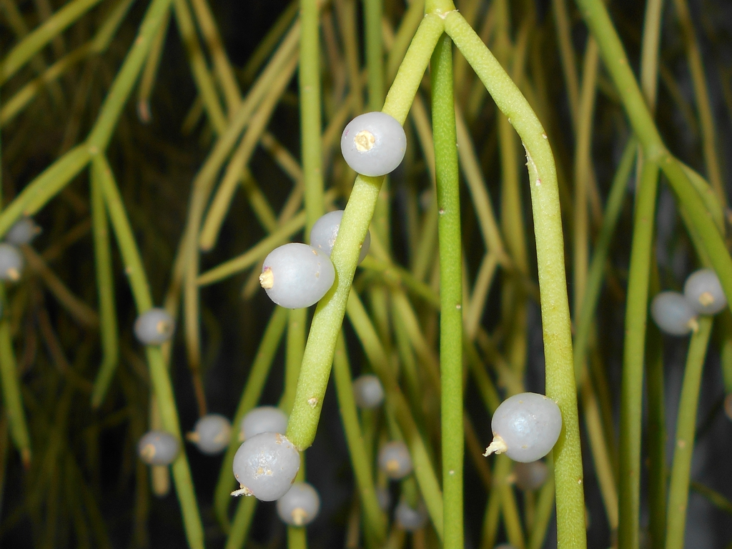 Mistletoe Cactus (Rhipsalis baccifera)
