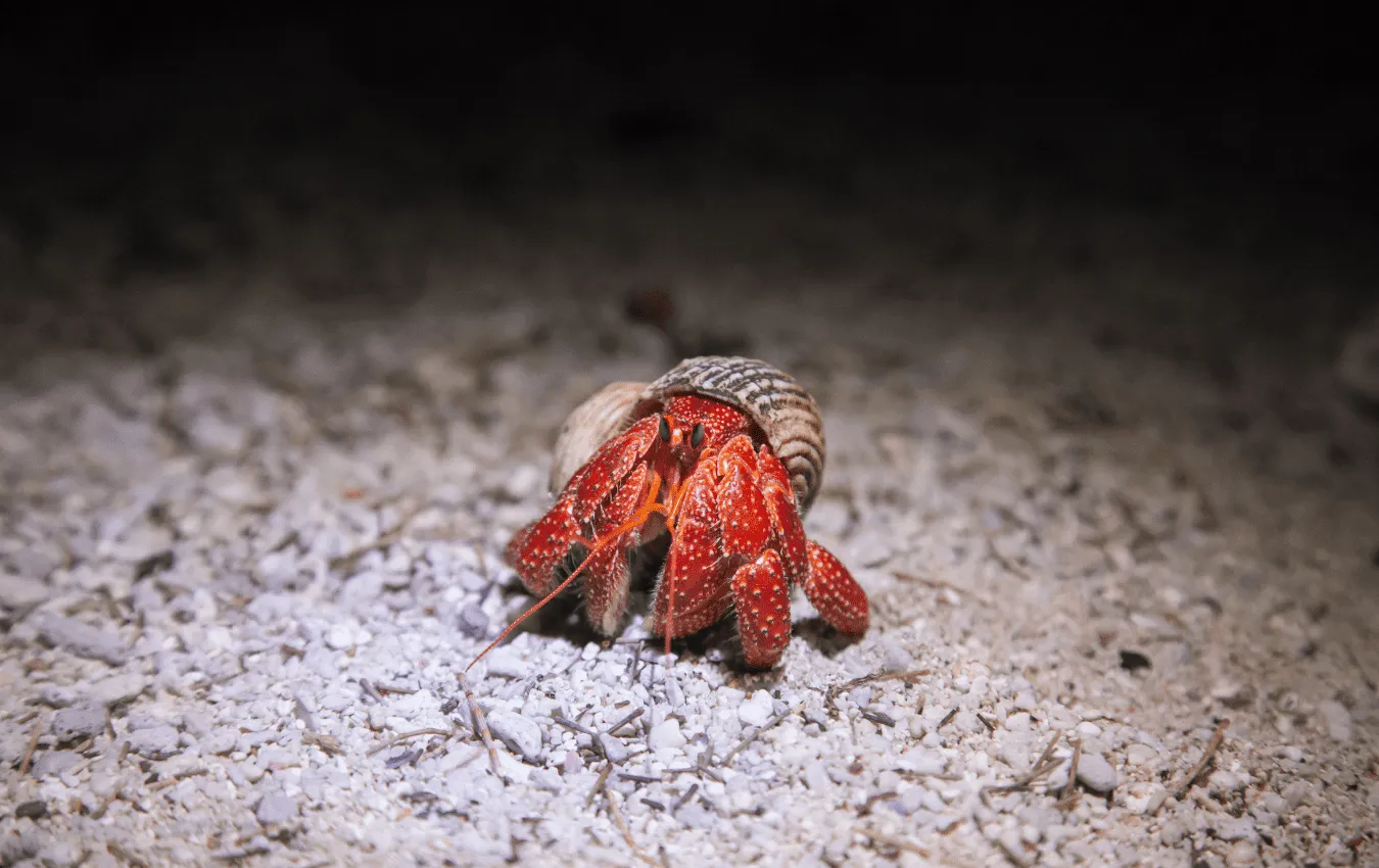 Are Hermit Crabs Nocturnal