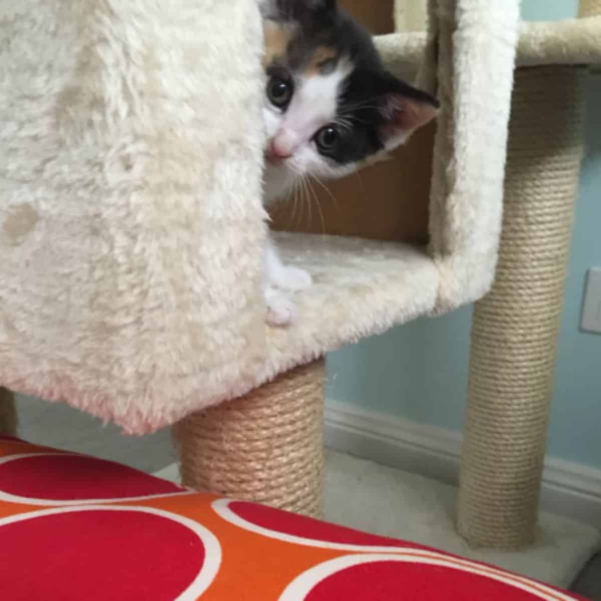 adorable tricolor kitten peeking behind a cat tree