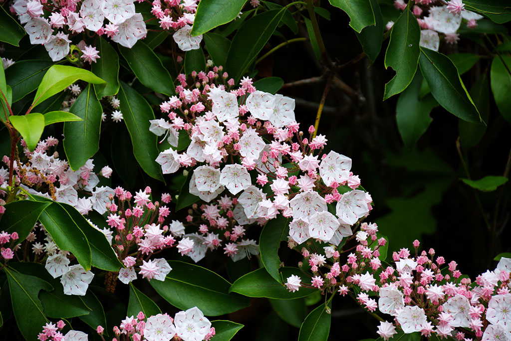 Mountain Laurel (Kalmia latifolia)