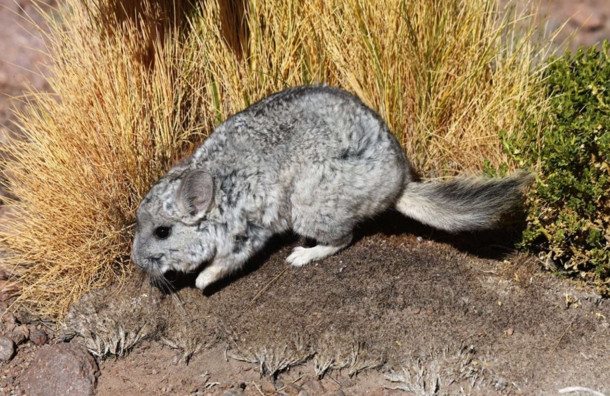 Locken Chinchilla