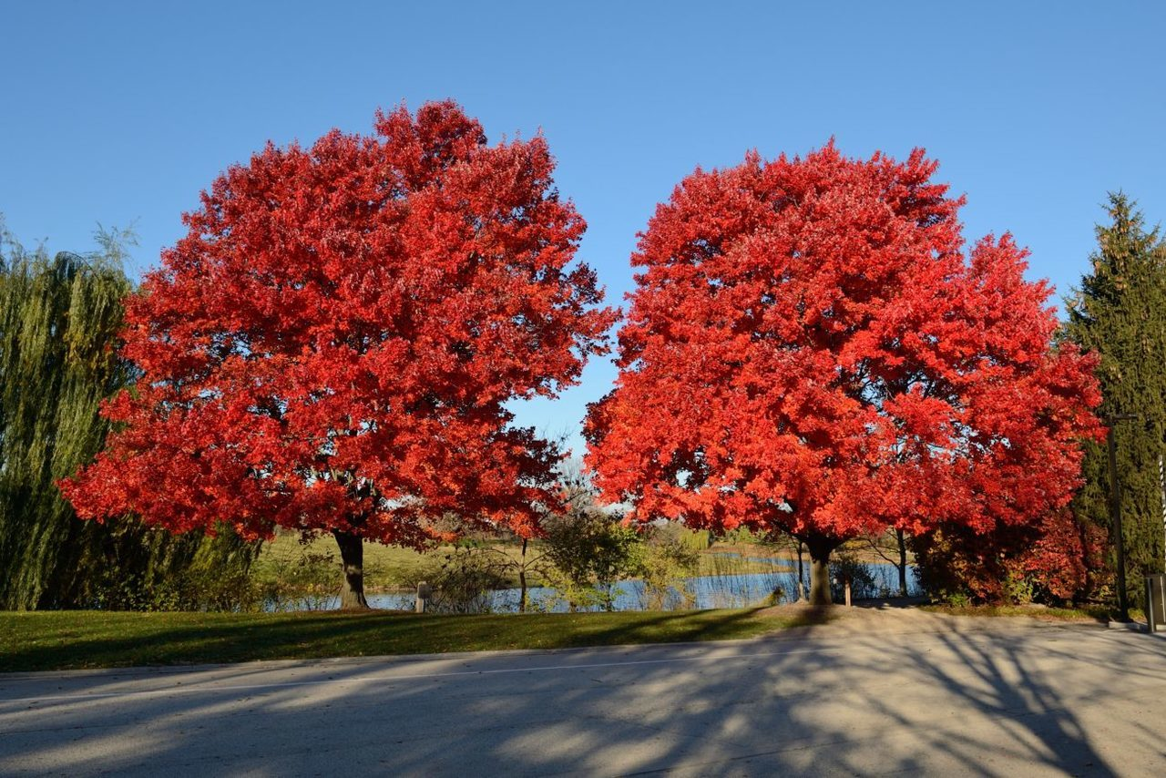 Red Maple (Acer rubrum)