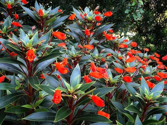 Bolivian Sunset Gloxina — one of the best plants to grow in Florida