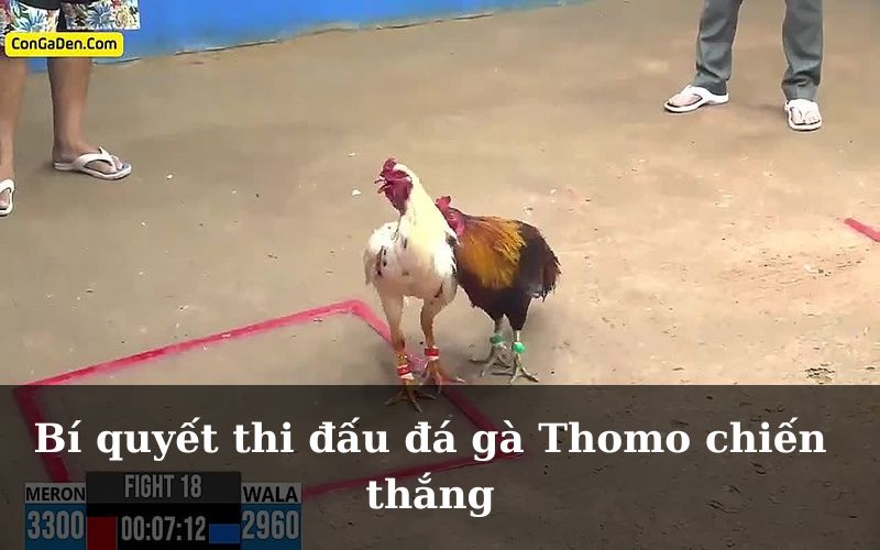 Bí quyết thi đấu đá gà Thomo chiến thắng