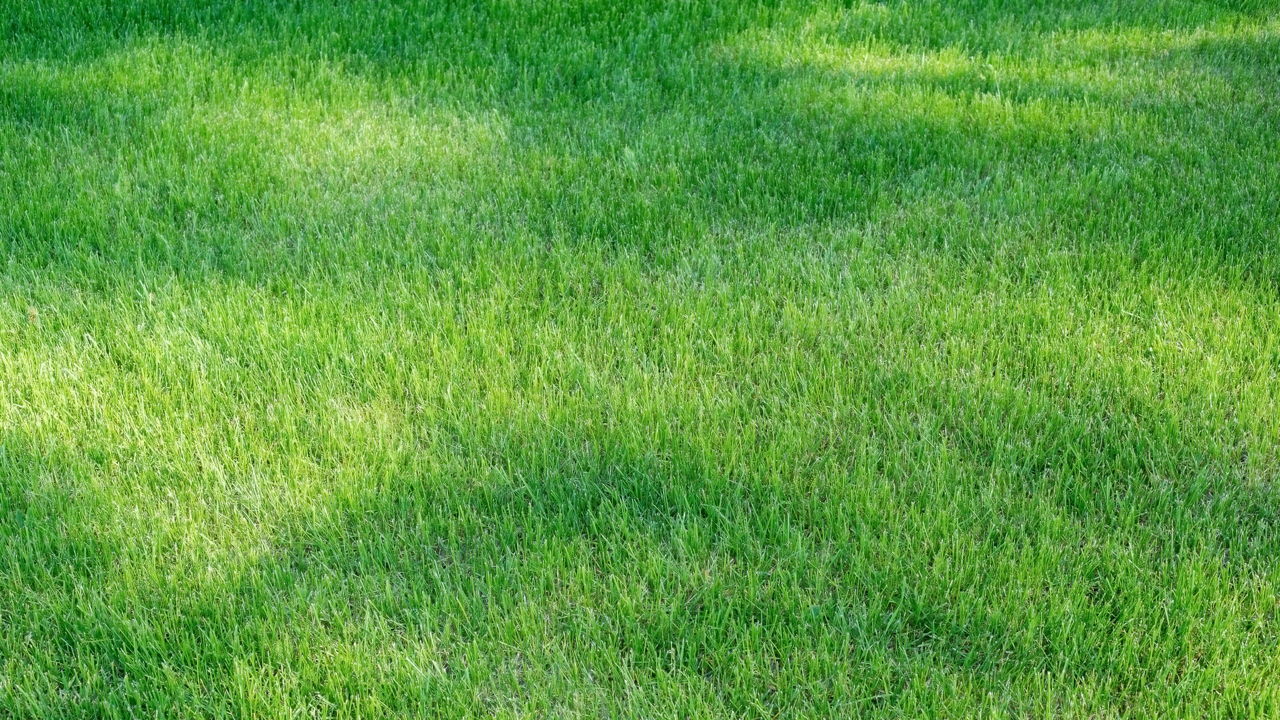 centipede grass