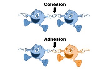 cohesion versus adhesion