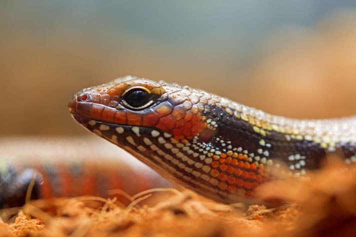 African Fire Skink Care Sheet