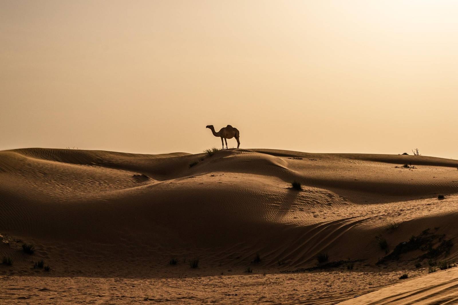 A camel in the Dubai desert in the evening