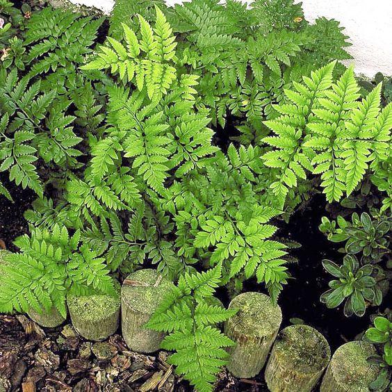 Leatherleaf Ferns