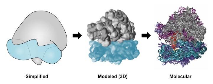 ribosome structure