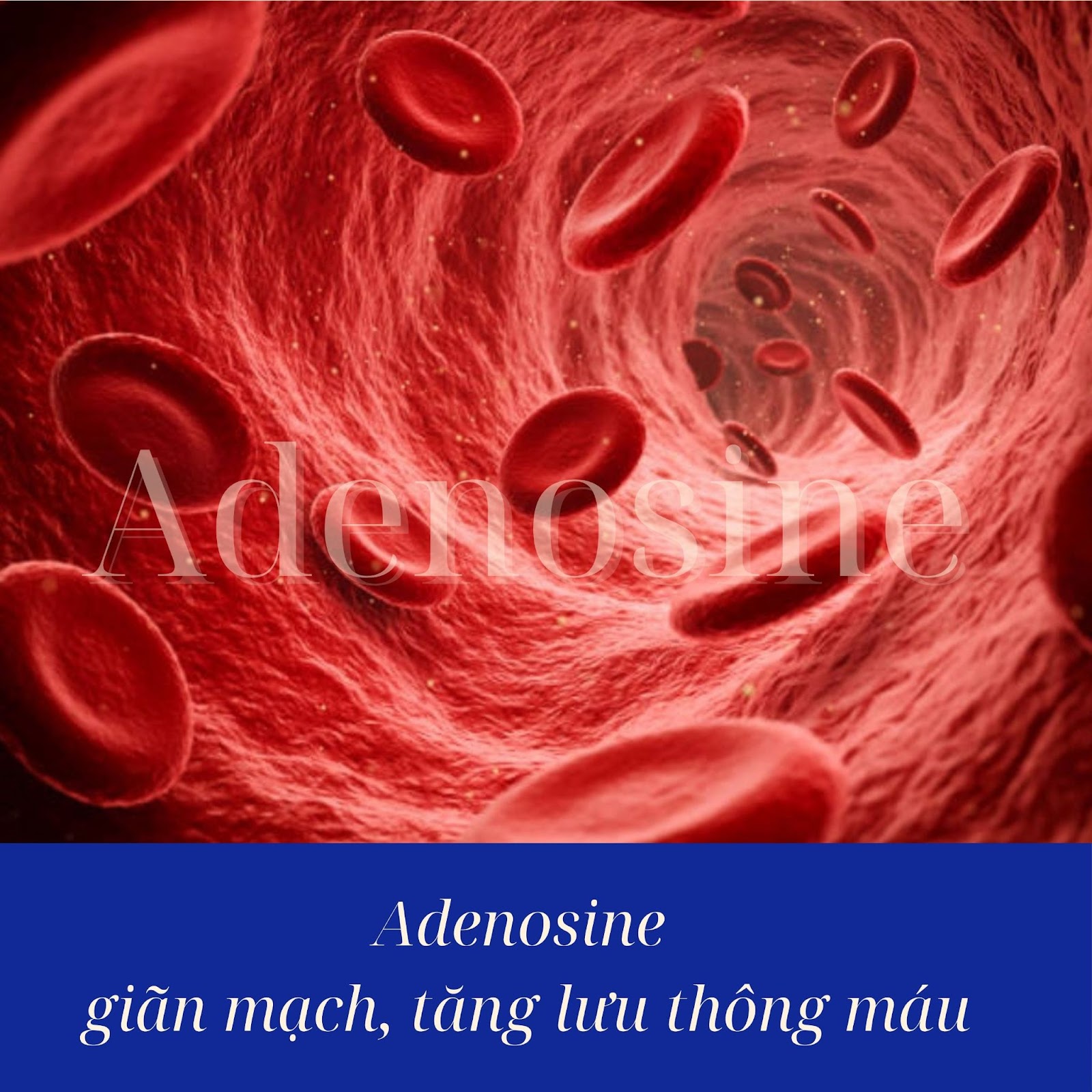 Adenosine Bảo vệ sức khỏe tim mạch