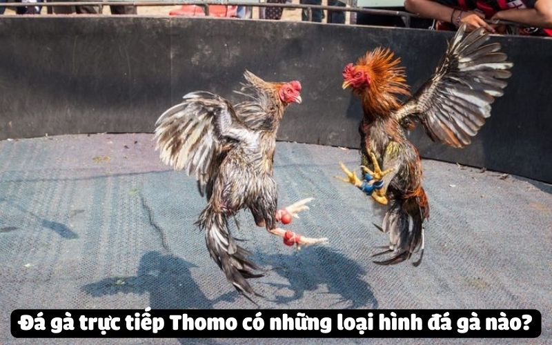 Đá gà trực tiếp Thomo có những loại hình đá gà nào?