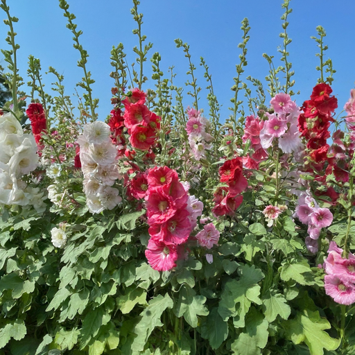 Hollyhock