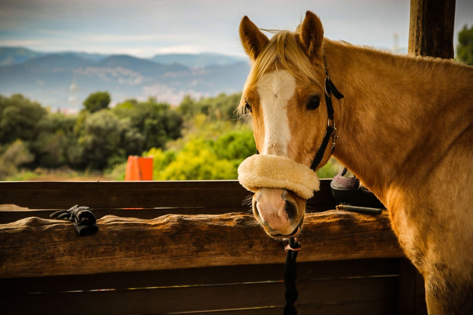 Miniature Horses Therapy