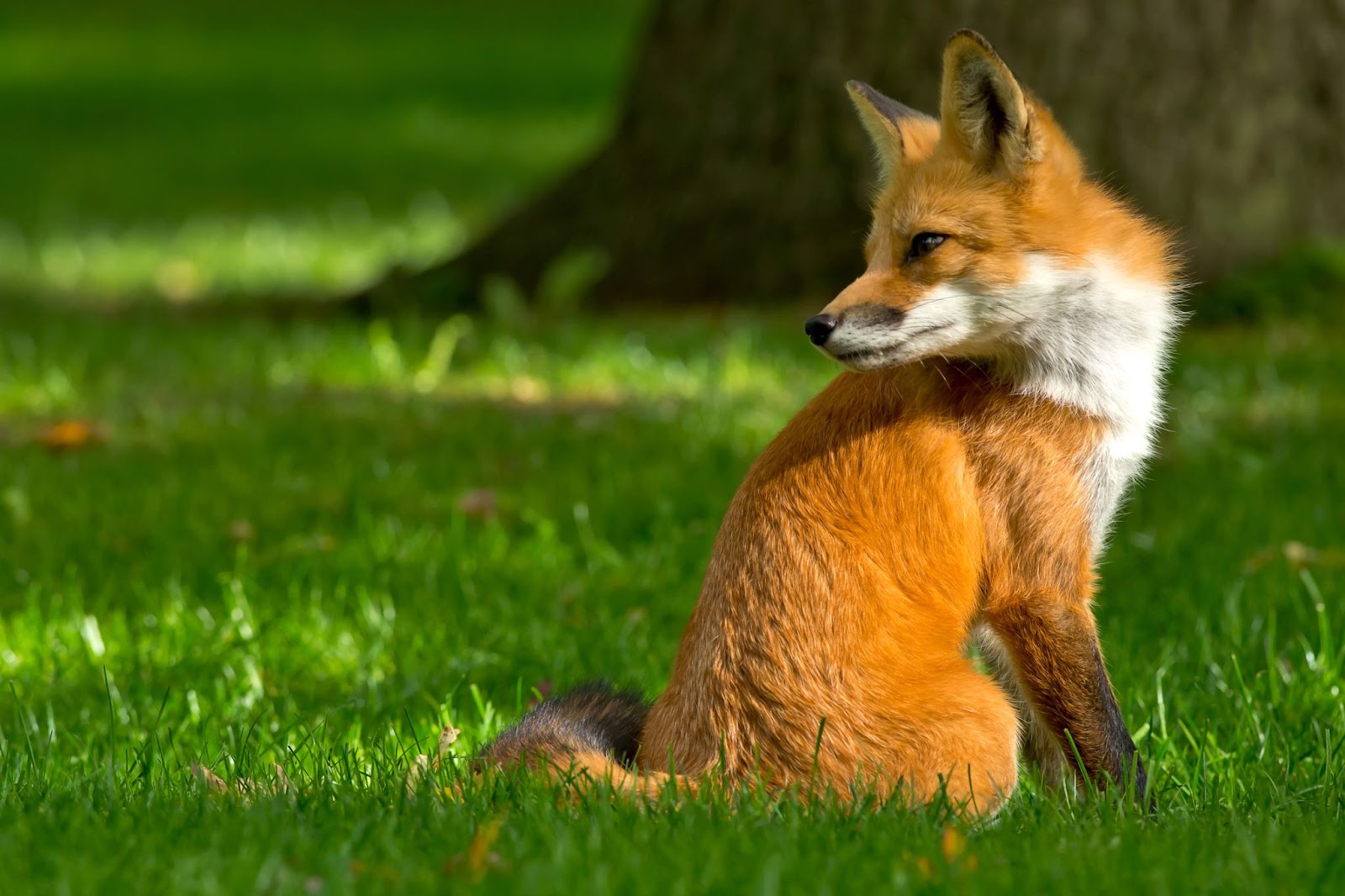 Do Foxes Dig Holes
