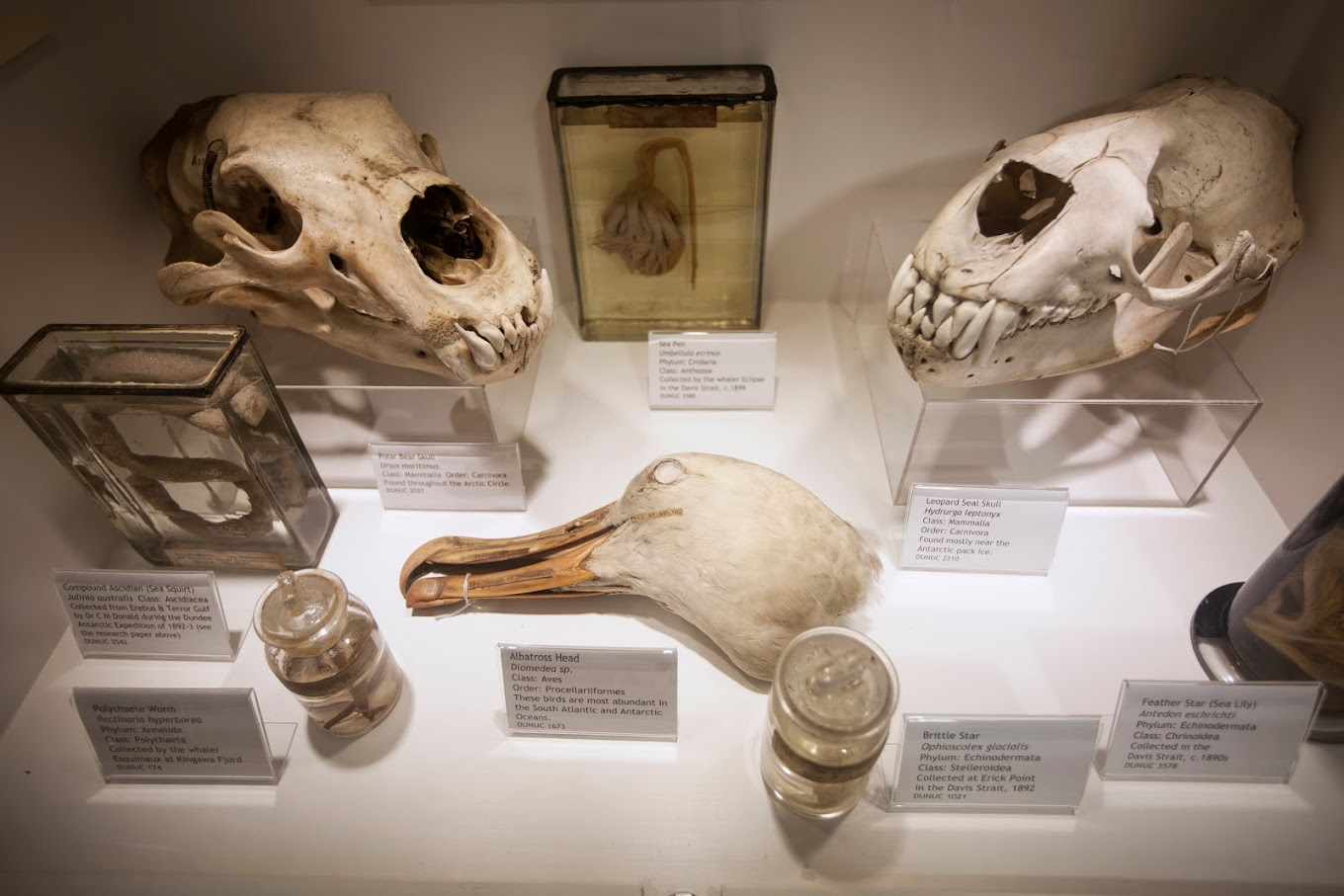 D'Arcy Thompson Zoology Museum